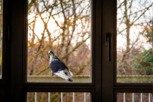 Looking out of a window at a pigeon on a balcony