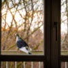 Looking out of a window at a pigeon on a balcony