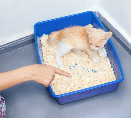 Finger pointing at kitten in litter box