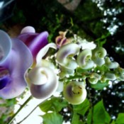 caracalla blooms