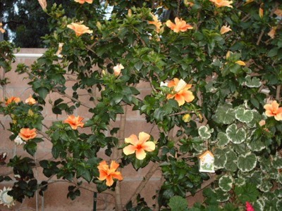 Garden: Hibiscus