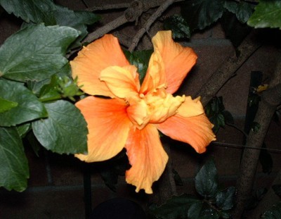 Garden: Hibiscus