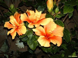 Garden: Hibiscus