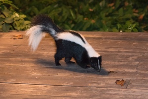 Skunk