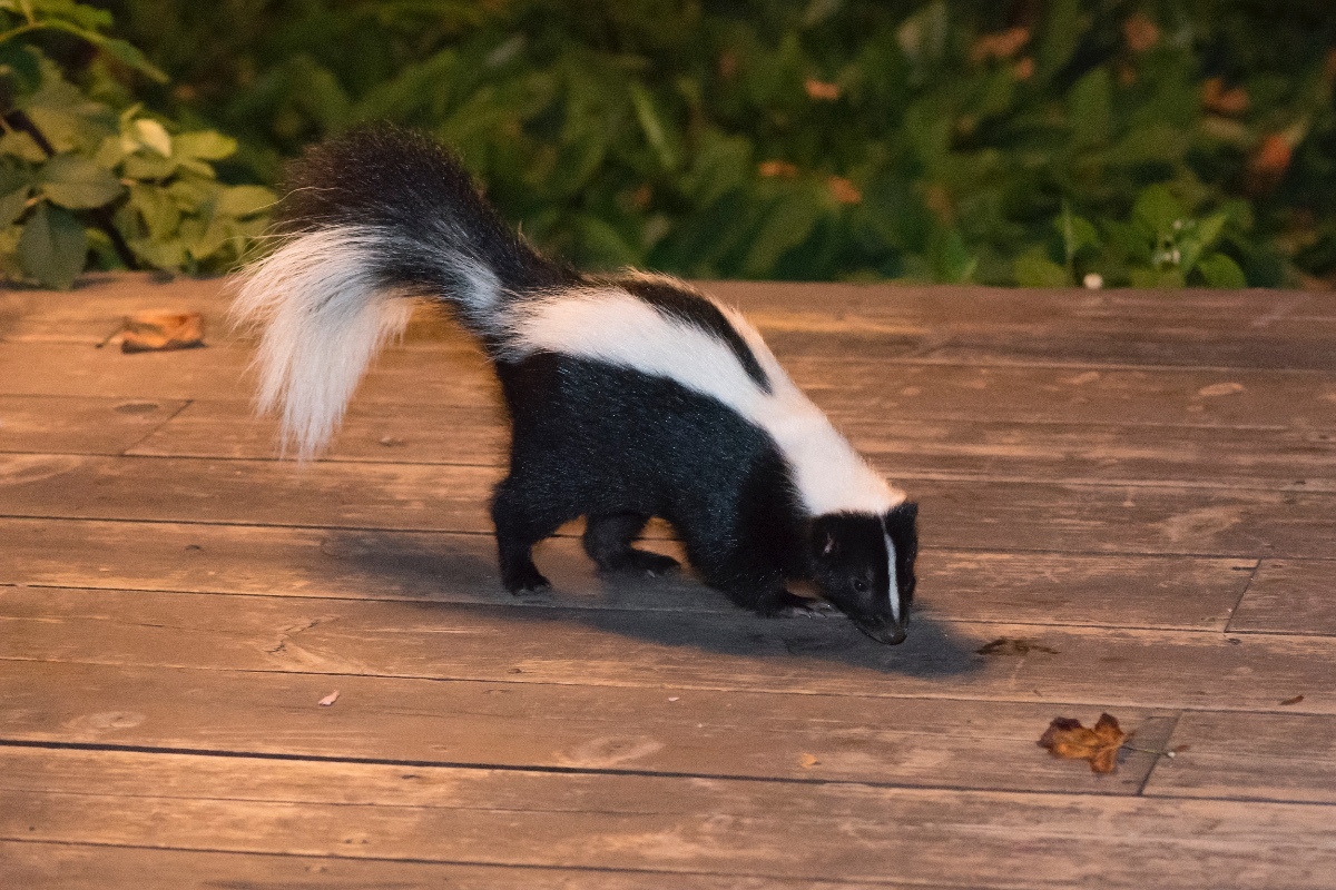 Removing Skunk Smell From House Thriftyfun