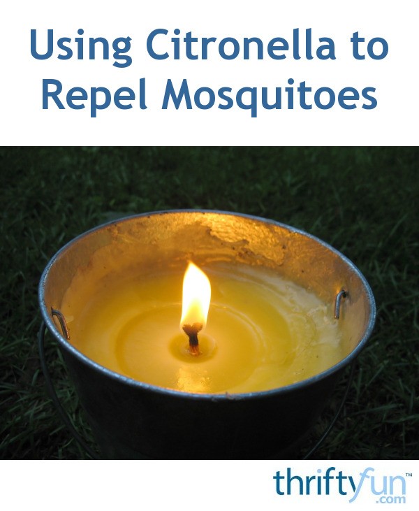 Using Citronella to Repel Mosquitoes ThriftyFun