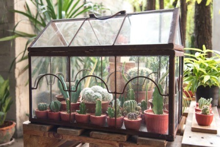 Rectangular Cactus Terrarium