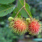 Close up Rambutan Tree Fruits
