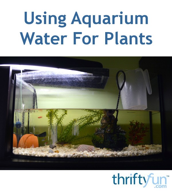 Using Aquarium Water for Plants ThriftyFun