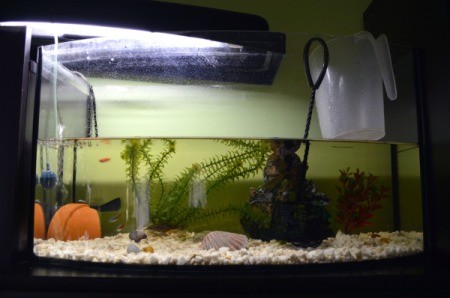 Aquarium in the middle of a water change