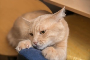 Buff colored cat scratching furniture