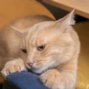 Buff colored cat scratching furniture