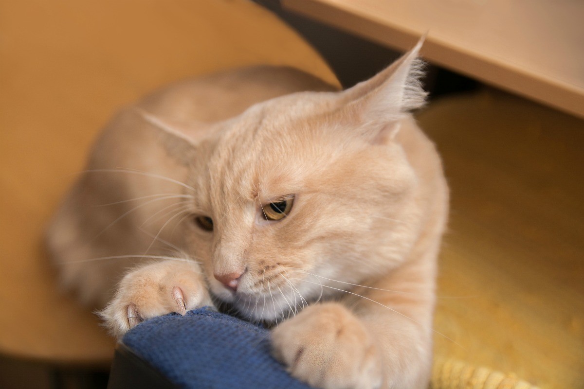 Cat Scratching Everything But Scratching Post | ThriftyFun