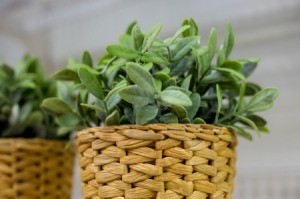 Removing Smoke Odor from Artificial Plants