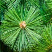 Uses for Artificial Christmas Trees