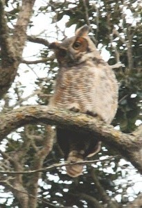 Wildlife: Horned Owl