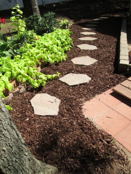 potato vine border