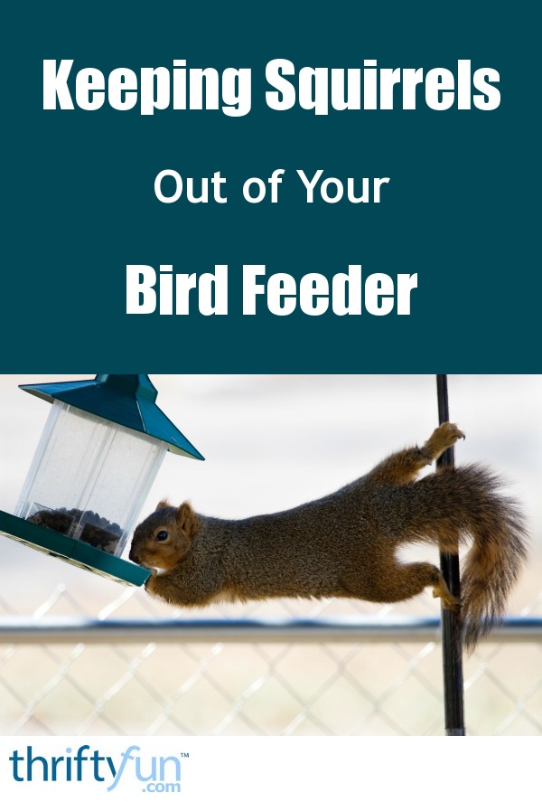 keeping squirrels out of bird feeders