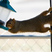 Squirrel precariously reaching from a branch to a bird feeder
