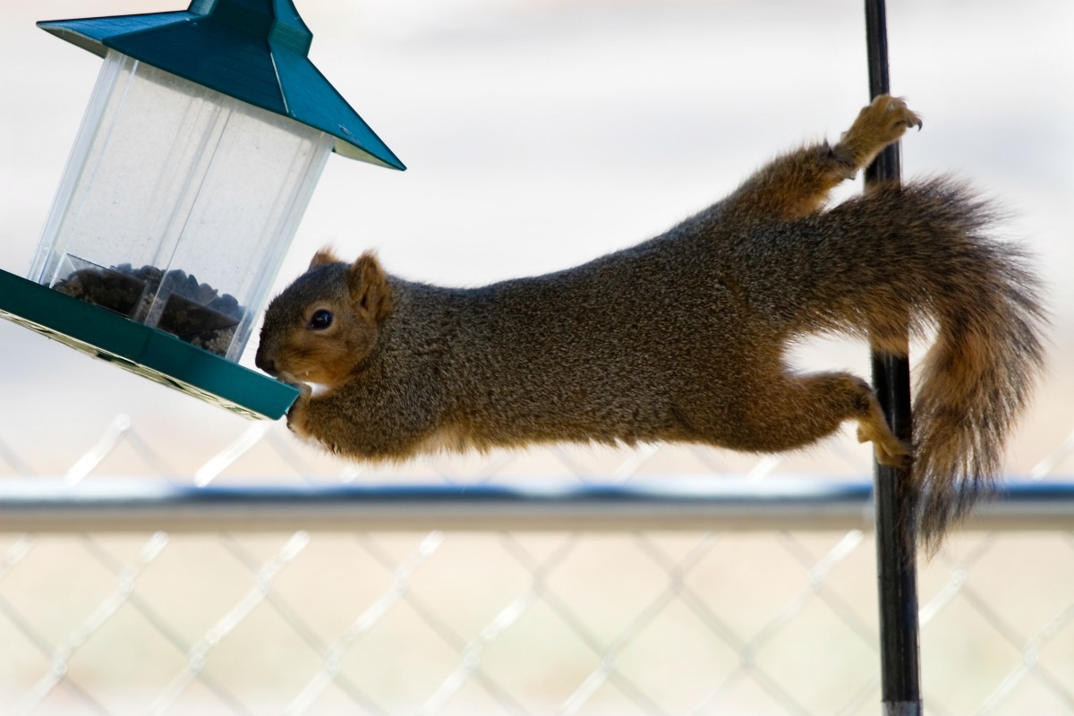 bird feeder that spins squirrels