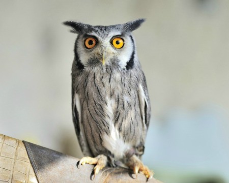 Horned Owl perched on a piece of wood