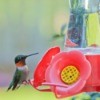 Hummingbird on a red hummingbird feeder