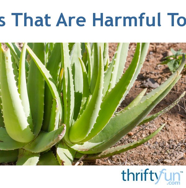 plants-that-are-harmful-to-dogs-thriftyfun