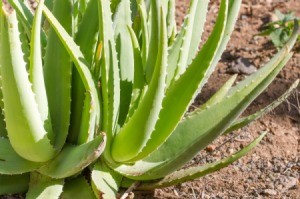 Aloe vera plant that is harmful to dogs.