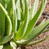 Aloe vera plant that is harmful to dogs.