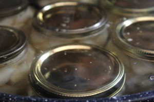 canning jar lids showing in canning pot
