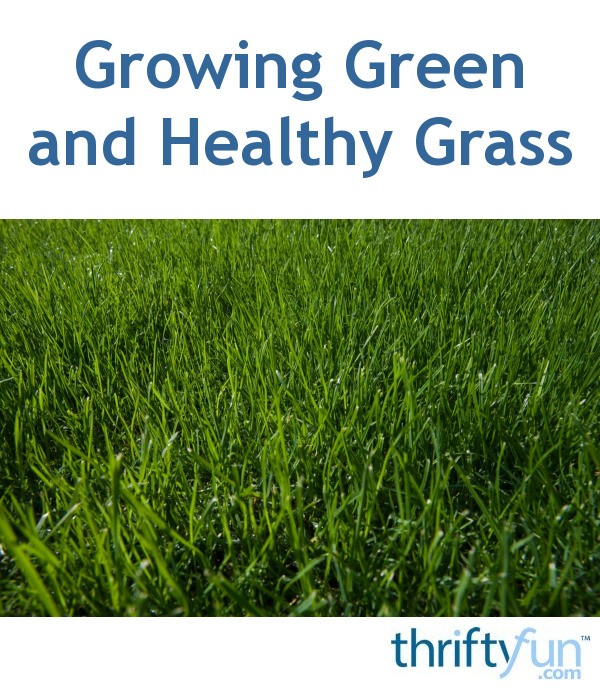 Growing Green and Healthy Grass | ThriftyFun