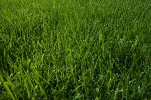 Growing Green and Healthy Grass