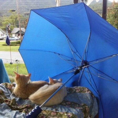 Store Ivomec Solution in Dark Prescription Bottle