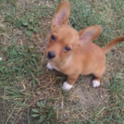 light brown dog with white feet and large ears
