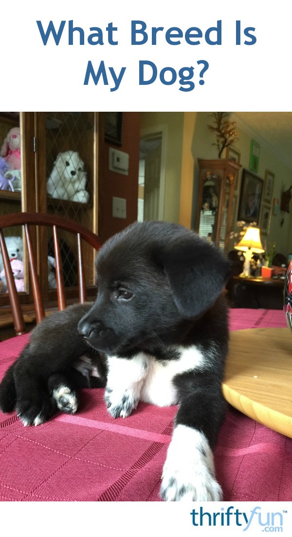 What Breed Is My Dog? ThriftyFun
