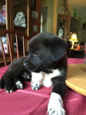 black puppy with white on chest and feet and black freckles