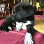 black puppy with white on chest and feet and black freckles