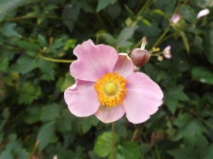 pink Japanese anemone flower