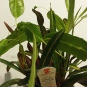 Identifying a Houseplant