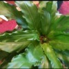 plant with medium green leaves radiating from center with ruffled edges