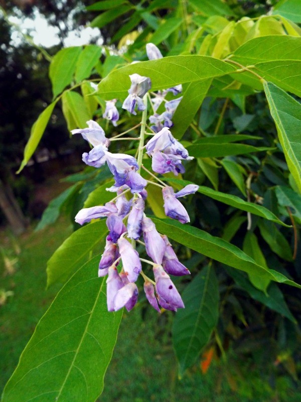 The Long Awaited Wisteria Bloom