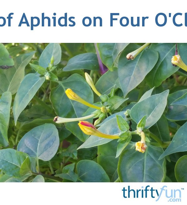 Getting Rid of Aphids on Four O'Clock Flowers? ThriftyFun