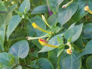 closeup of four o'clock flower buds