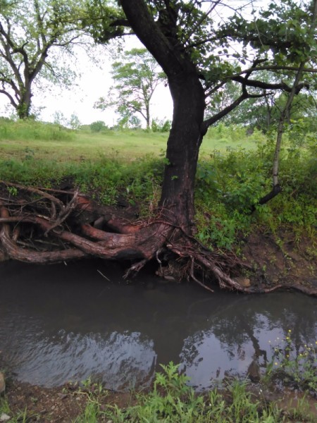 tree hanging on at edge of creek with roots exposed