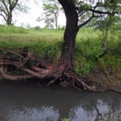 tree hanging on at edge of creek with roots exposed