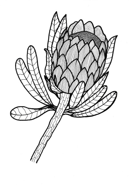 Sugarbush (Protea) image as adult coloring page element