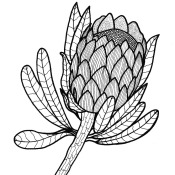 Sugarbush (Protea) image as adult coloring page element