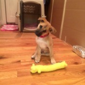 tan puppy with head cocked