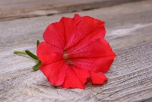 Saving Petunia Seeds