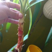 What Is This Houseplant?